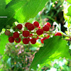 Pigeonberry, Rouge Plant, Baby Peppers, Bloodberry, or Coralito