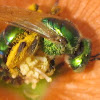 Halictidae (Female)