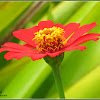 Zinnia Flower