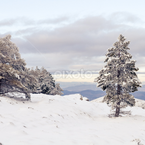 by Adrian Rusu - Nature Up Close Trees & Bushes