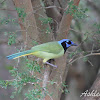 Green Jay