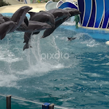Sea worlds dolphins jump by Jay Anderson -  