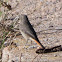 Black Redstart; Colirrojo Tizón