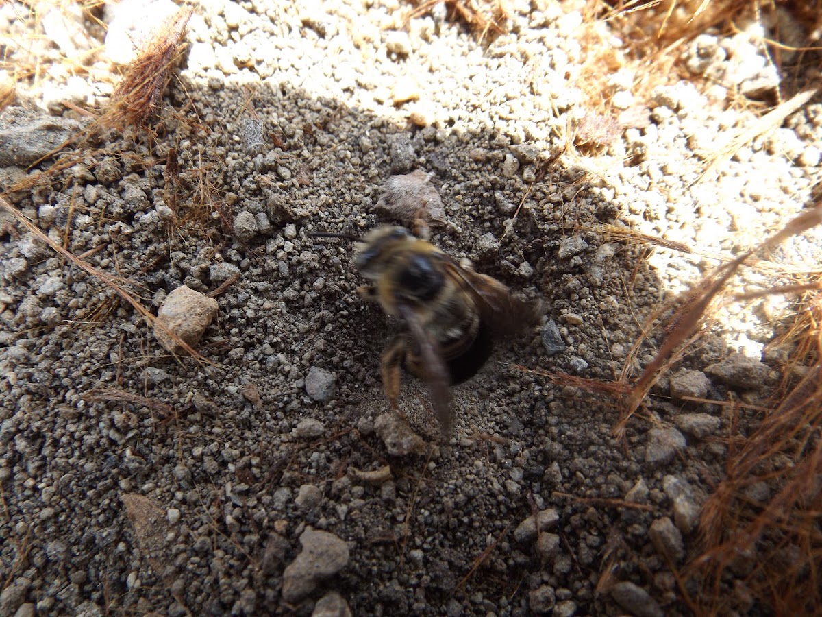 Burrowing Bee