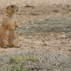 black tailed prarie dog