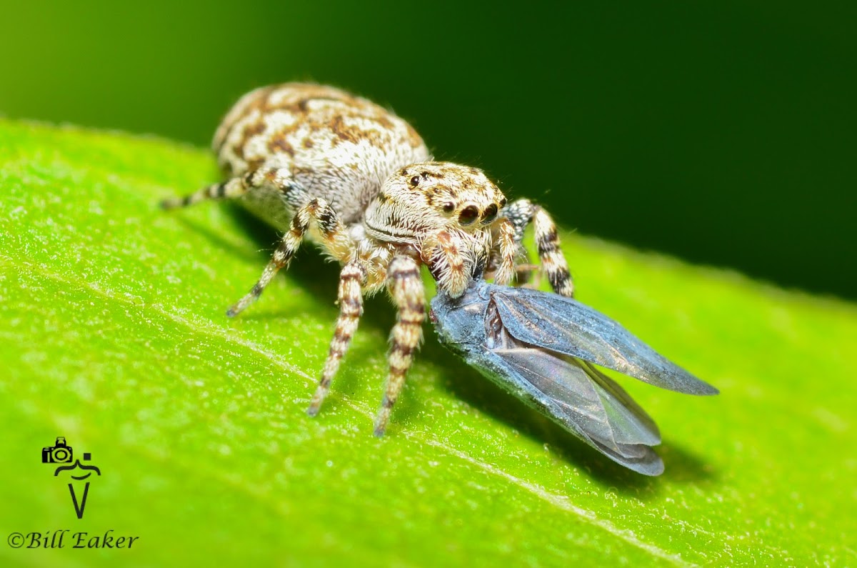 Peppered Jumper with Blue Hopper