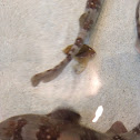 Bamboo Spotted Shark