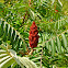 Staghorn Sumac