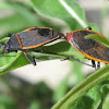 Mating Largus Bugs
