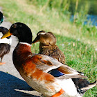 Rouen ducks (domestic mallards)