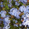 Plumbago