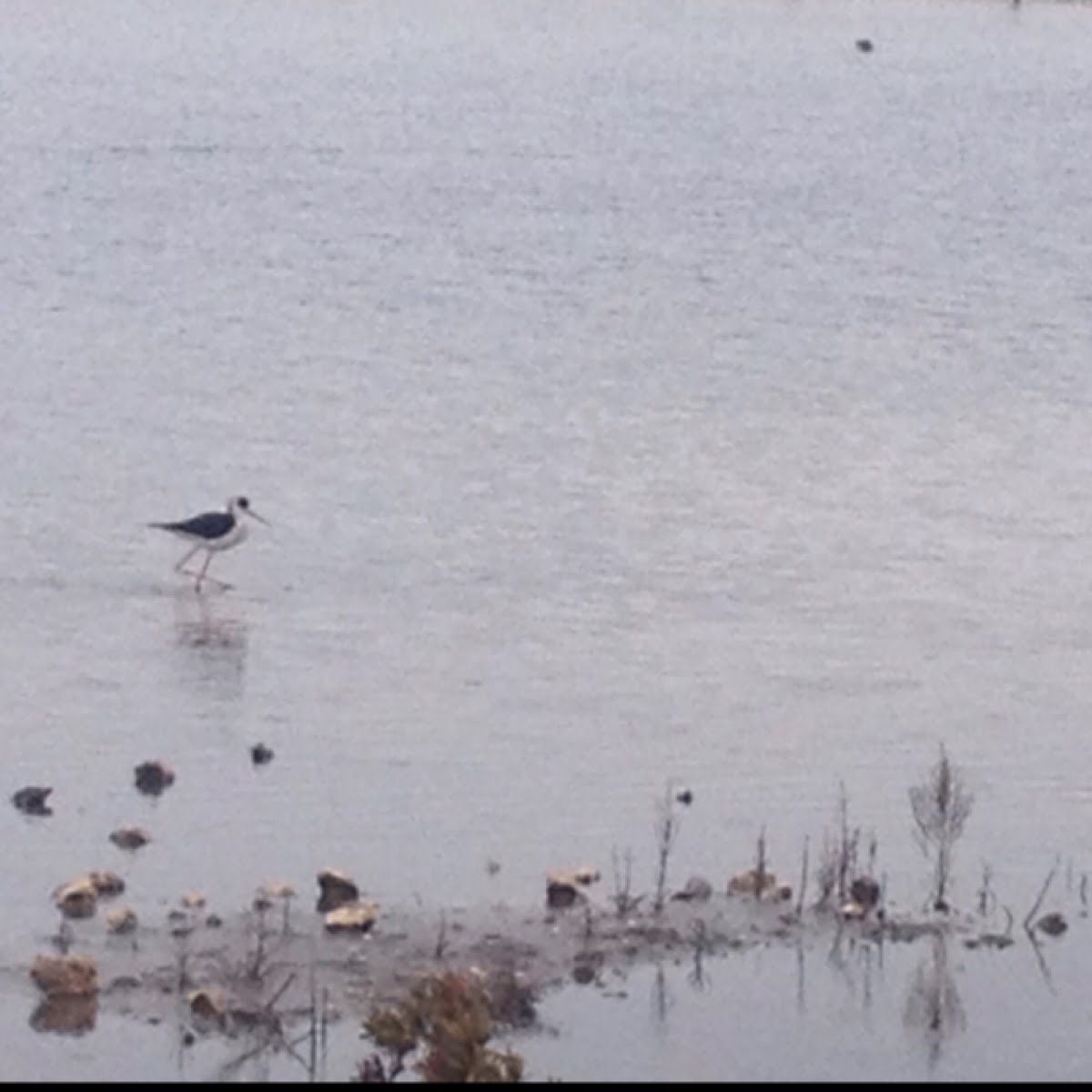 Black-winged stilt - Cavaliere d'Italia