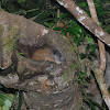 Yellow-crowned Brush-tailed Rat