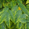 Cekur manis / Sweet leaf bush / Star gooseberry