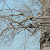 Eastern Bluebird