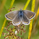 Common Blue (female)