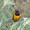 Chopim-do-brejo (Yellow-rumped Marshbird)