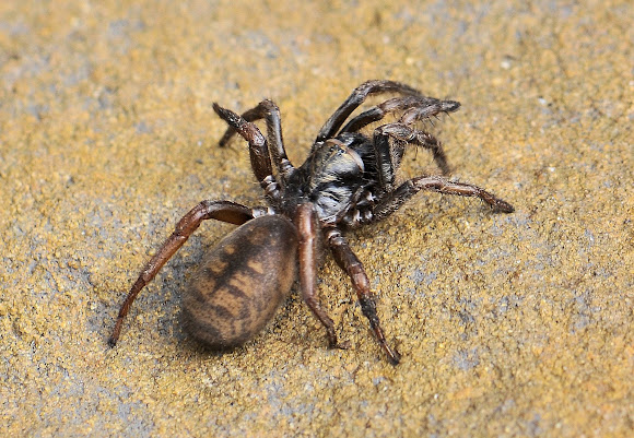 Sydney Brown Trapdoor Spider Project Noah