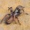 Sydney Brown Trapdoor Spider