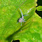 Nogodinid Planthopper Nymph