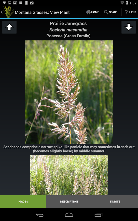 Montana Grasses Android Apps on Google Play