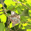 Black-chinned Hummingbird