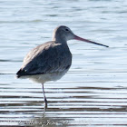 Black-tailed Godwit; Aguja Colinegro