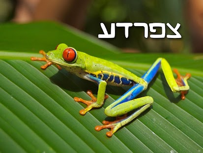 Free חיות בתמונות - עולם החי לילדים APK for Android