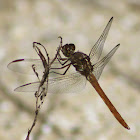Roseate Skimmer Dragonfly (female)