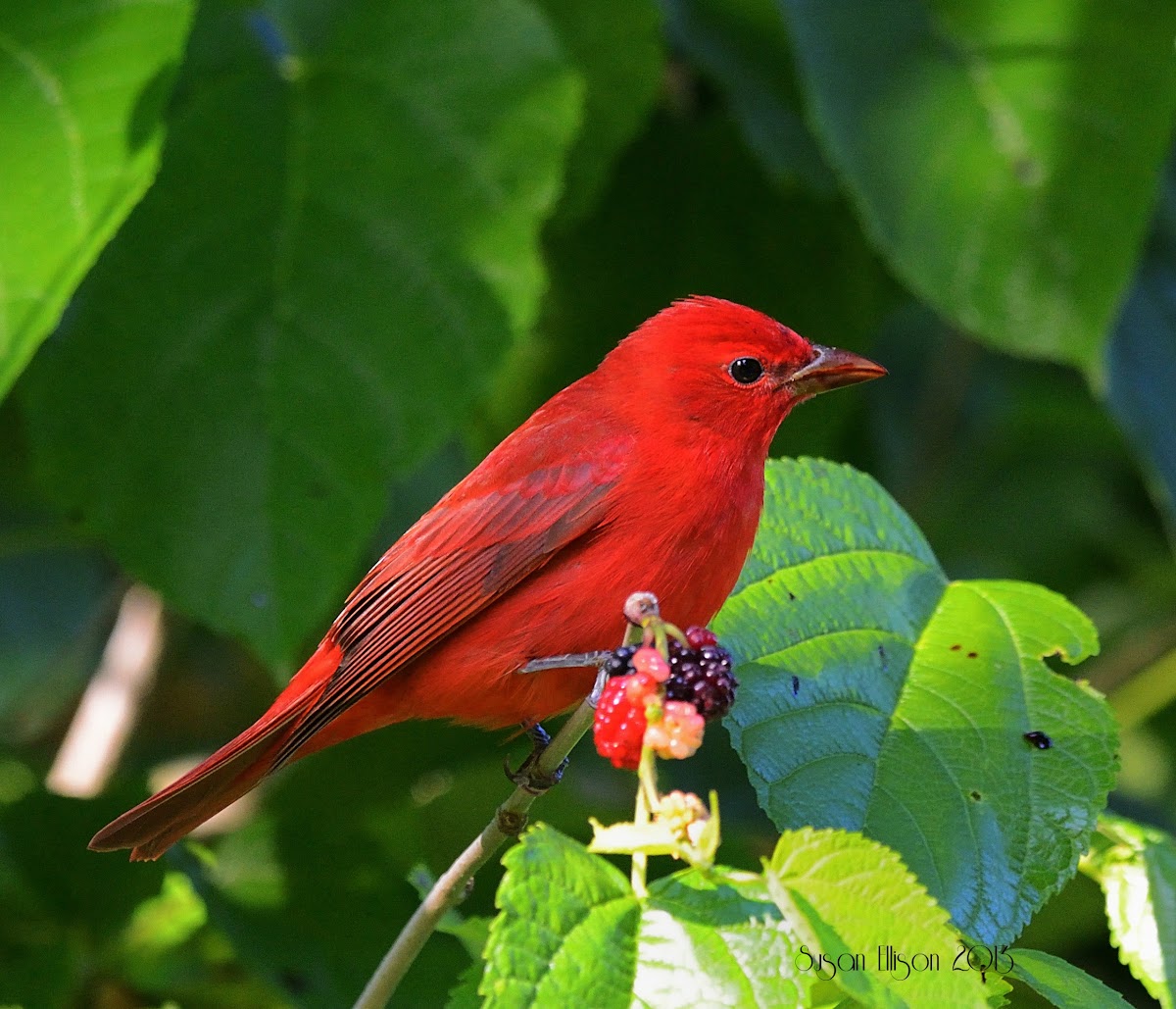 summer tanager (male)