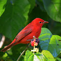 summer tanager (male)