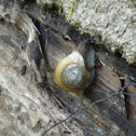 Eastern glass-snail