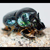 Escarabajo de cuernos curvos / Curved horns beetle