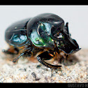 Escarabajo de cuernos curvos / Curved horns beetle