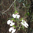 Wild Orchid (Oeonia rosea)