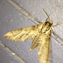 Catalpa Sphinx Moth