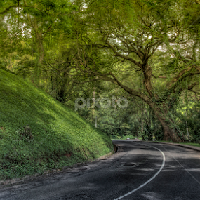 Green world by Ganidu Balasuriya - Nature Up Close Trees & Bushes