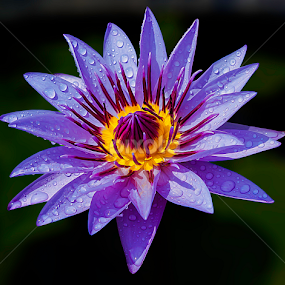 by Germzki Hitch Cardenas - Flowers Single Flower