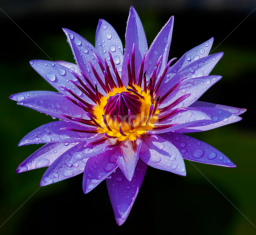 by Germzki Hitch Cardenas - Flowers Single Flower