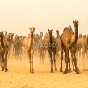 Heading Home From Bazaar Day by Avanish Dureha - Animals Other Mammals