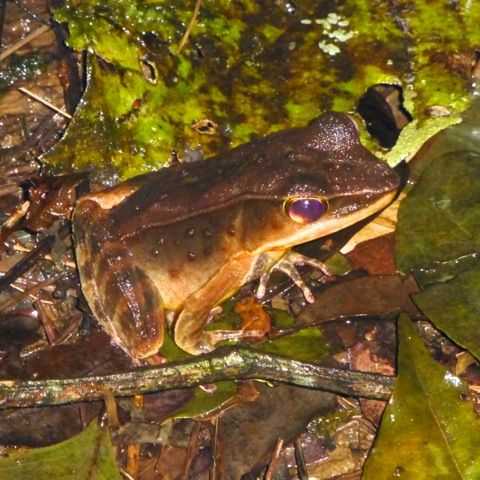 Brilliant Forest Frog