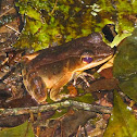 Brilliant Forest Frog