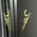 Thistle mantis