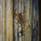 Central American Bark Scorpion