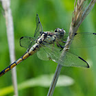 Great Blue Skimmer dragonfly (immature male)