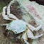 Mottled Lightfoot Crab