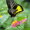 Southern Birdwing