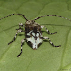 Lichen Long-Horn Beetle
