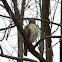 Red-tailed Hawk