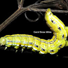 Asteroid Caterpillar